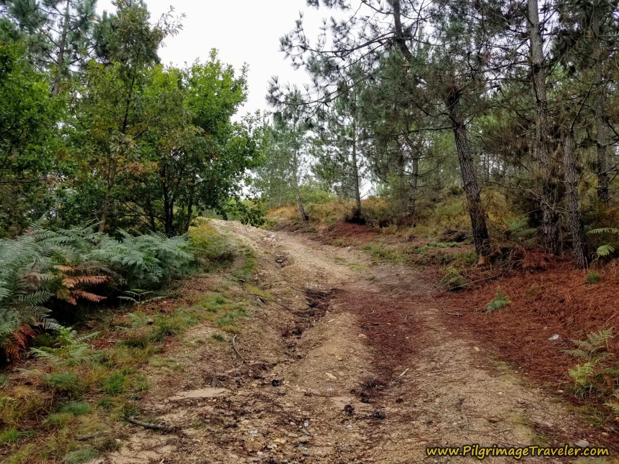 More Rough Road, Camino Sanabrés,  A Laza to Vilar de Barrio