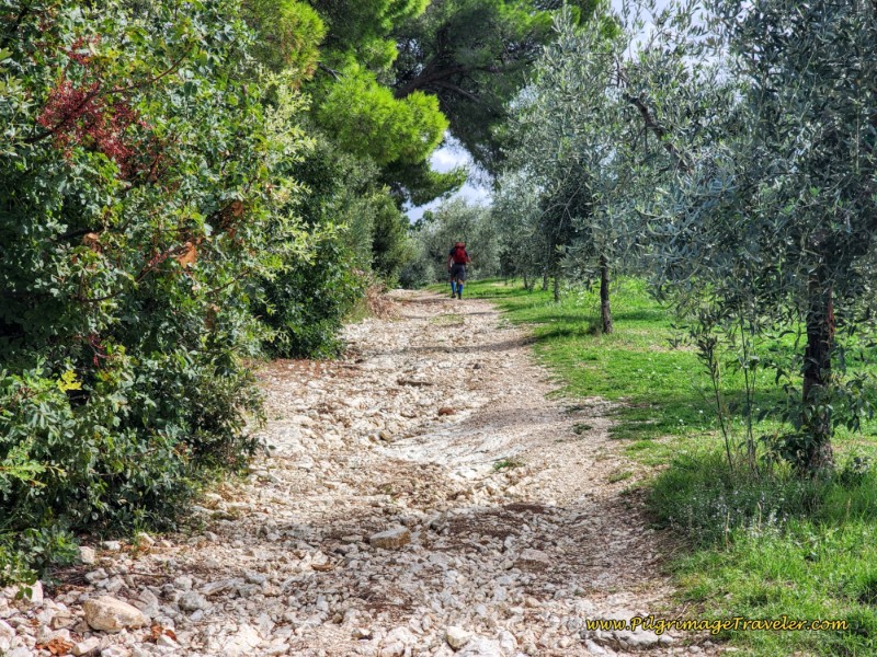 Way of St. Francis: Day Fourteen, Poreta to Spoleto - Skirting an Olive Grove on the Way to Eggi