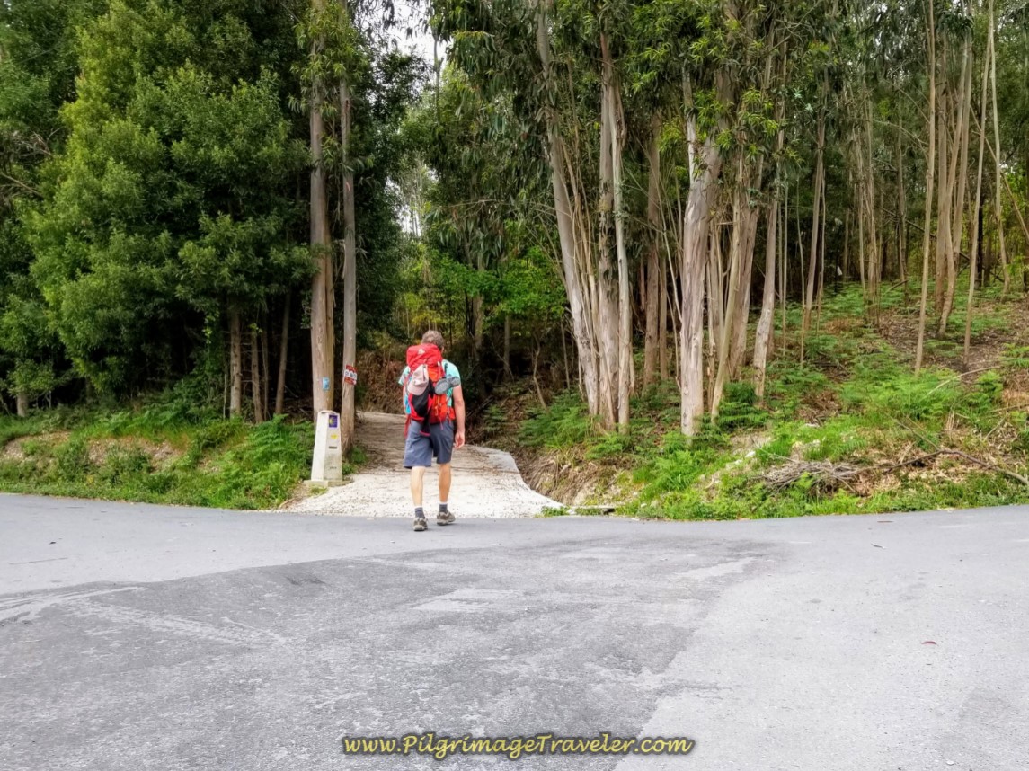 Begin Second Forest Pathway System of Day One on the Camino Finisterre