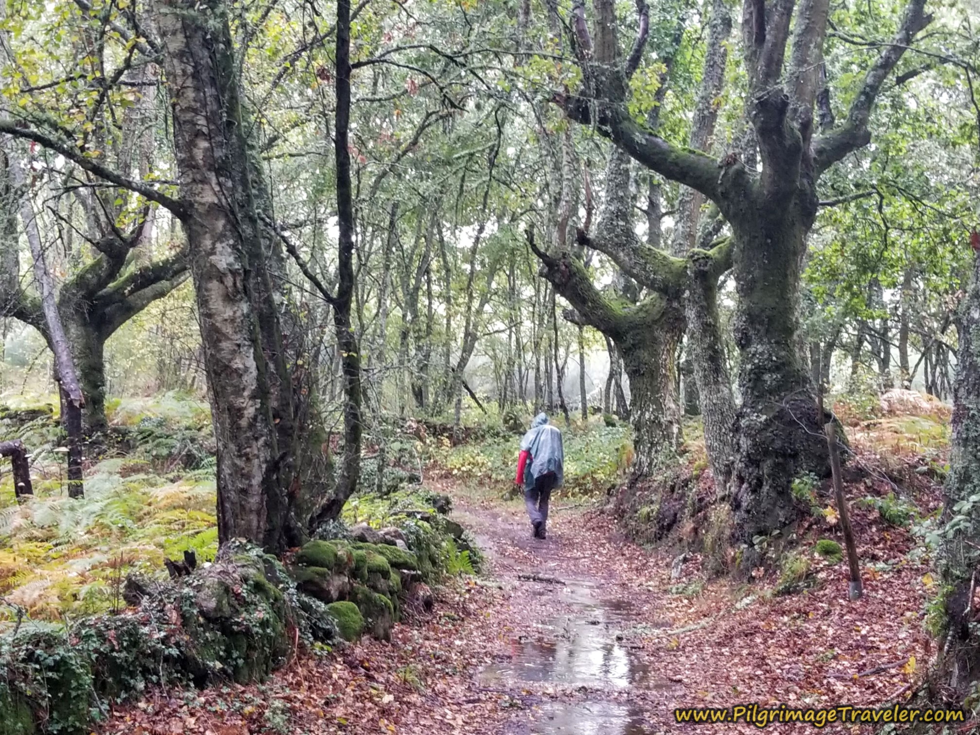 Wet Forest Walk, Camino Sanabrés, Vilar de Barrio to Xunqueira de Ambía