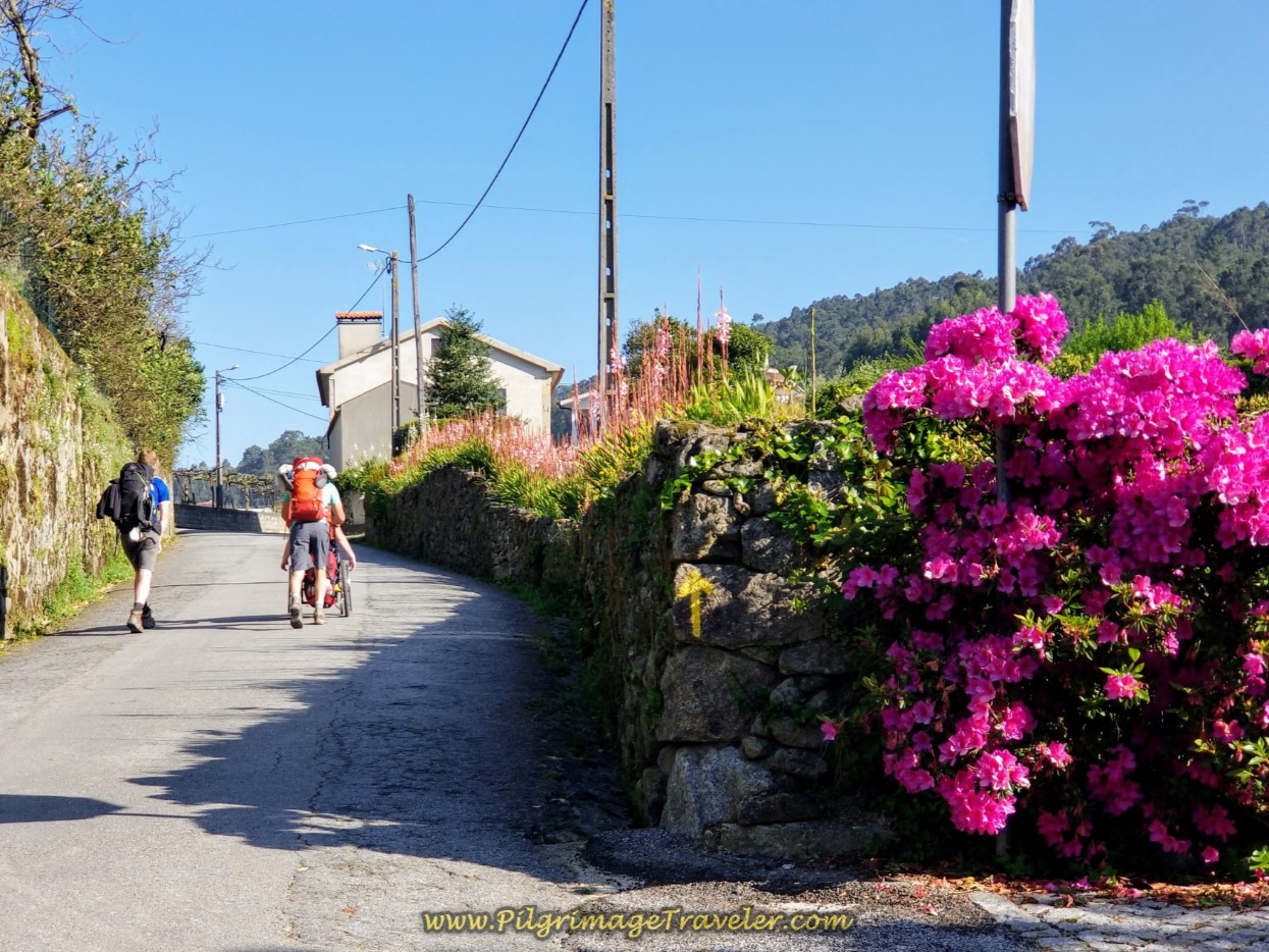 Azaleas on the Rua da Cruz near Tamel on day seventeen on the Central Route of the Camino Portugués