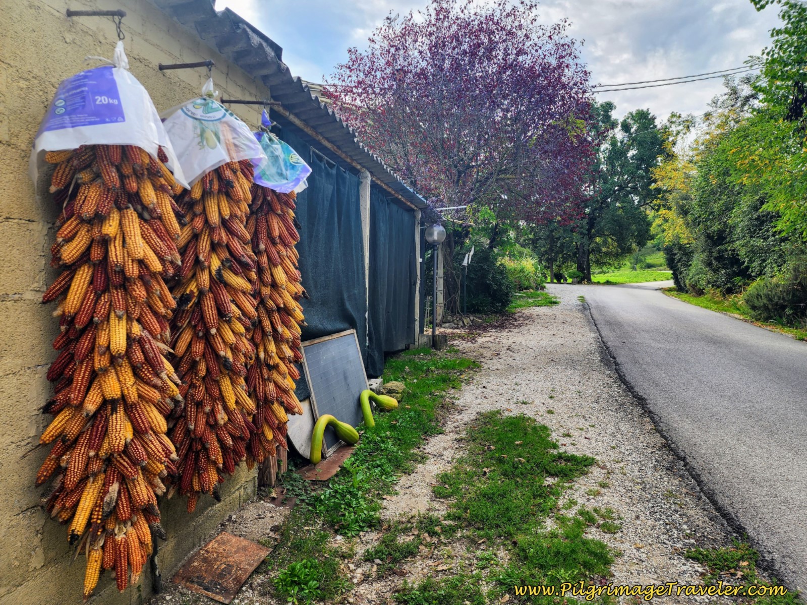 Hanging Bundles of Corn, day eight, Way of St. Francis, Gubbio to Biscina