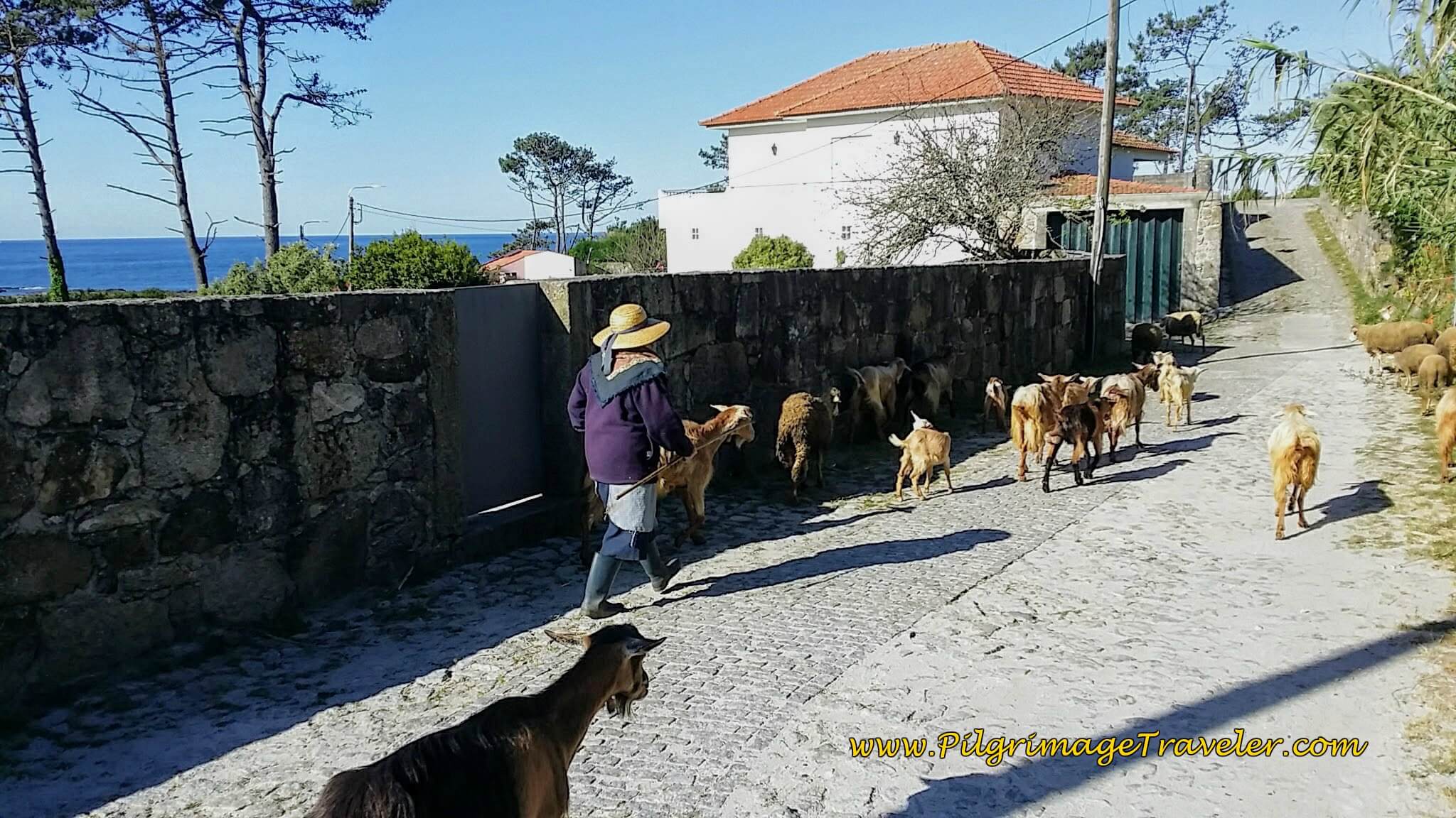 Goatherd Shares the Avenida de Montedor on day eighteen of the Portuguese Way on the Senda Litoral