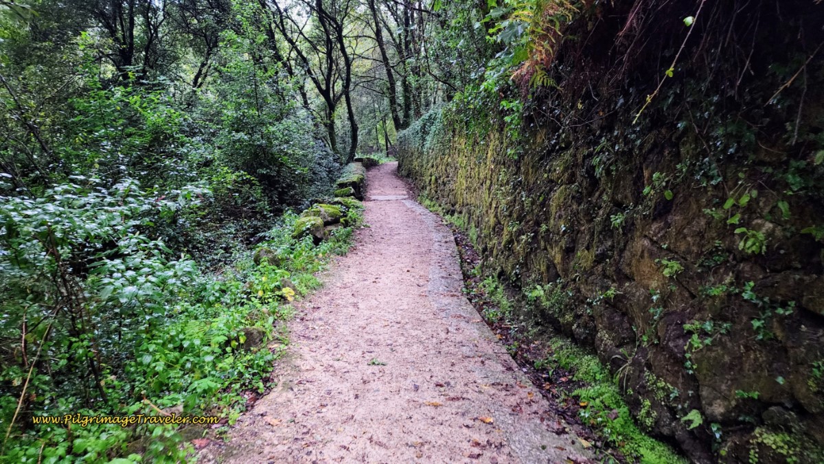 Entering Forest Trail System Along the Rio Ulló