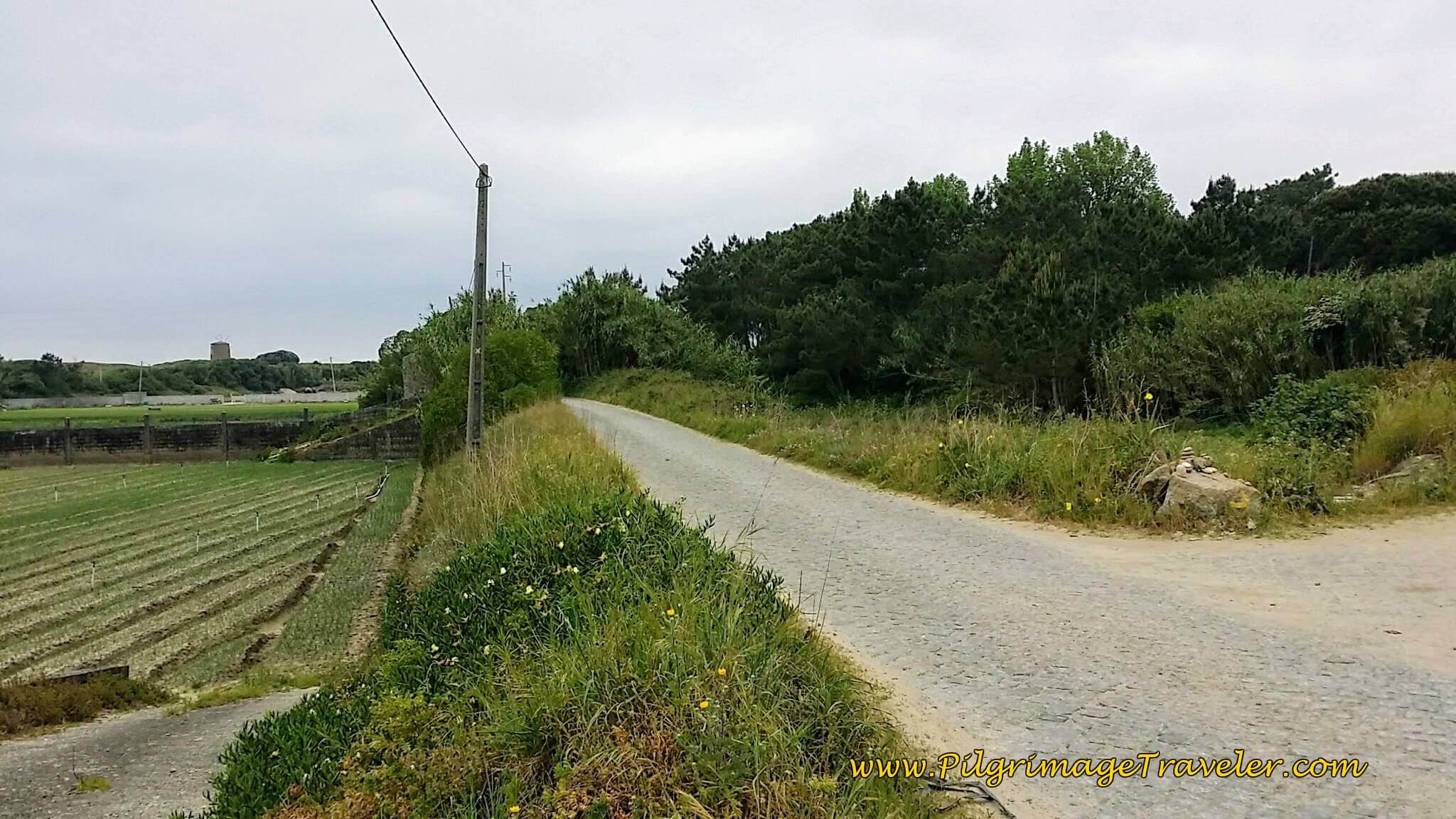 Follow Yellow Arrow to the Right on day sixteen of the Portuguese Way on the Coastal Route