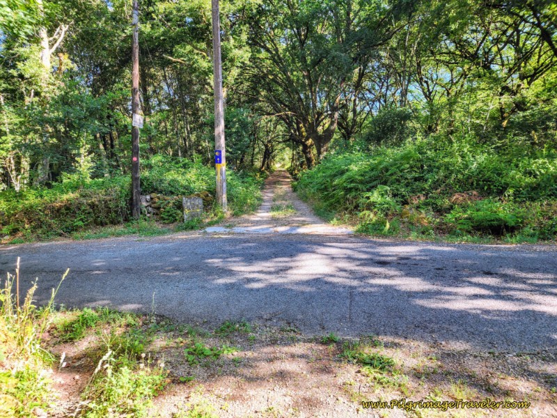 Cross Paved Road, Continue on Historic Lane Through Forest