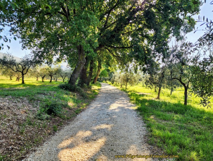 Way of St. Francis: Day Twelve, Spello to Trevi - Gravel Road Through Olive Groves