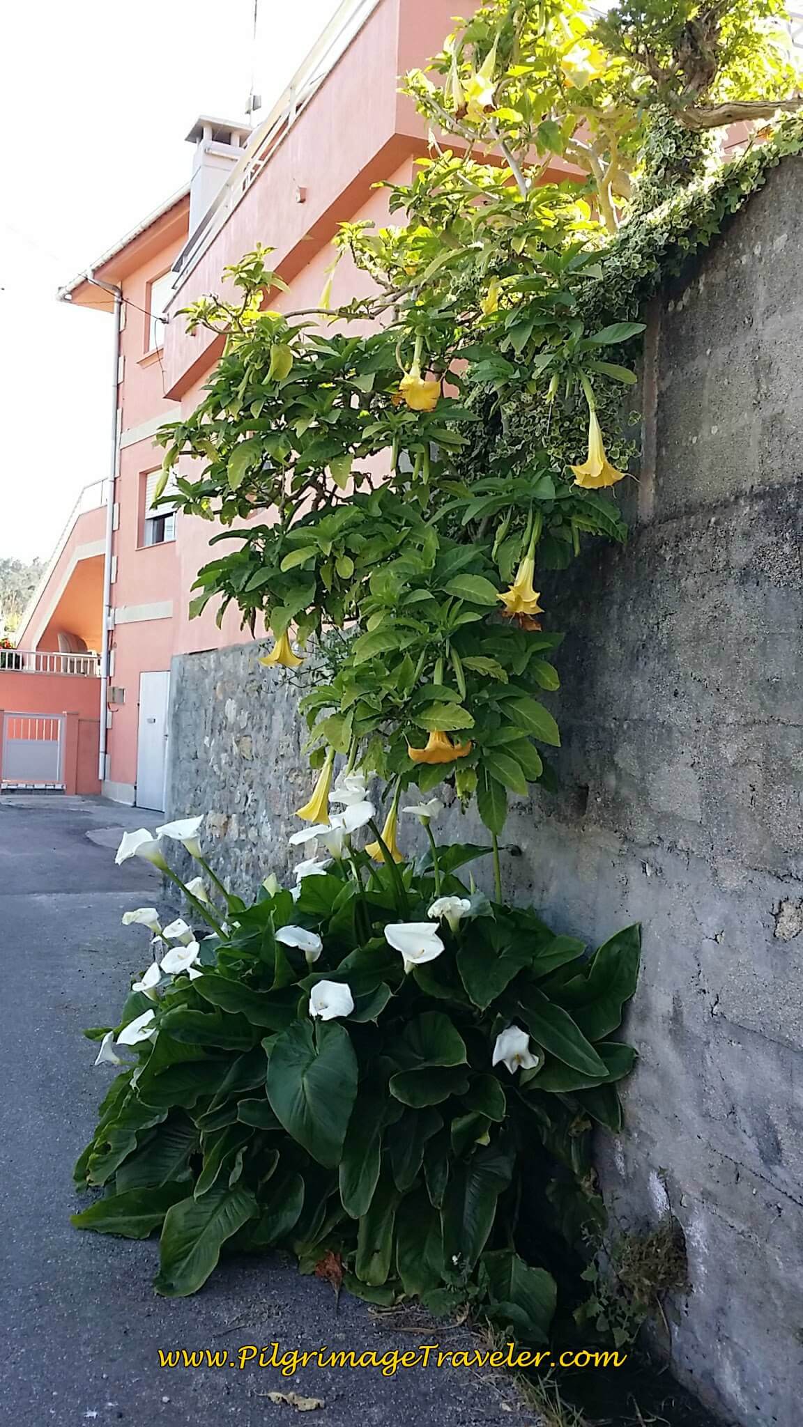 Trumpet Vine and Calla Lilies on day twenty, Camino Portugués da Costa