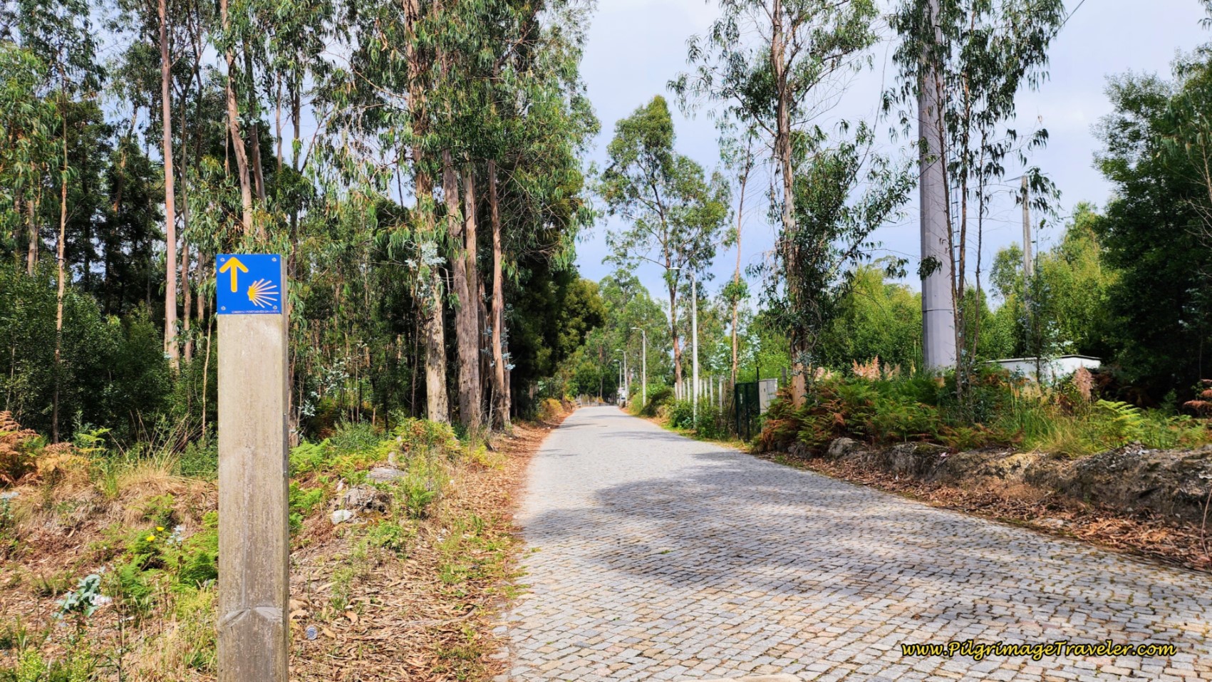 Stroll Through Wooded Area