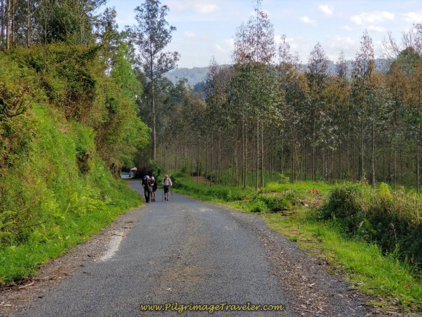 Climb Through Eucalyptus Forest on day four of the English Way