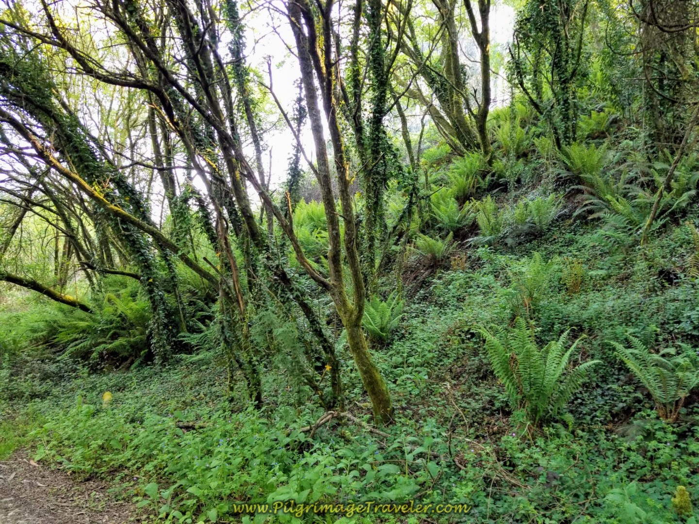 The Forest Becomes Enchanted on day eight of the Camino Inglés