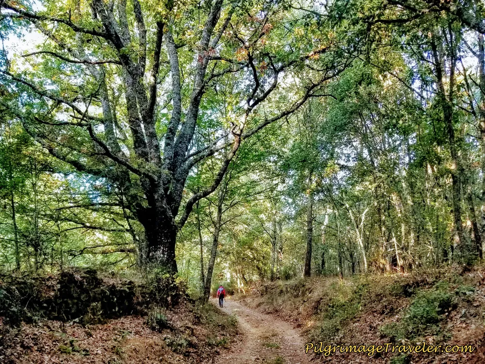 Enchanted Trees