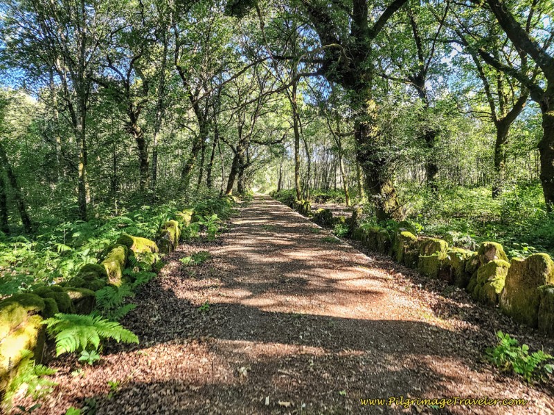 Along the Medieval Road
