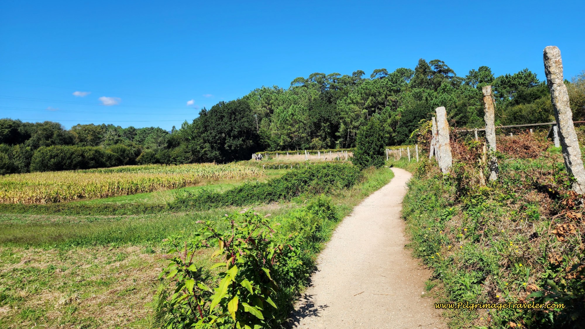 Path Through Vineyards Toward Tivo Path Through Vineyards Toward Tivo