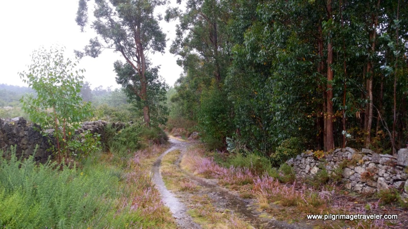 Heather-lined Stone Walls coming down from the top of Monte Pedroso, Galicia, Spain.