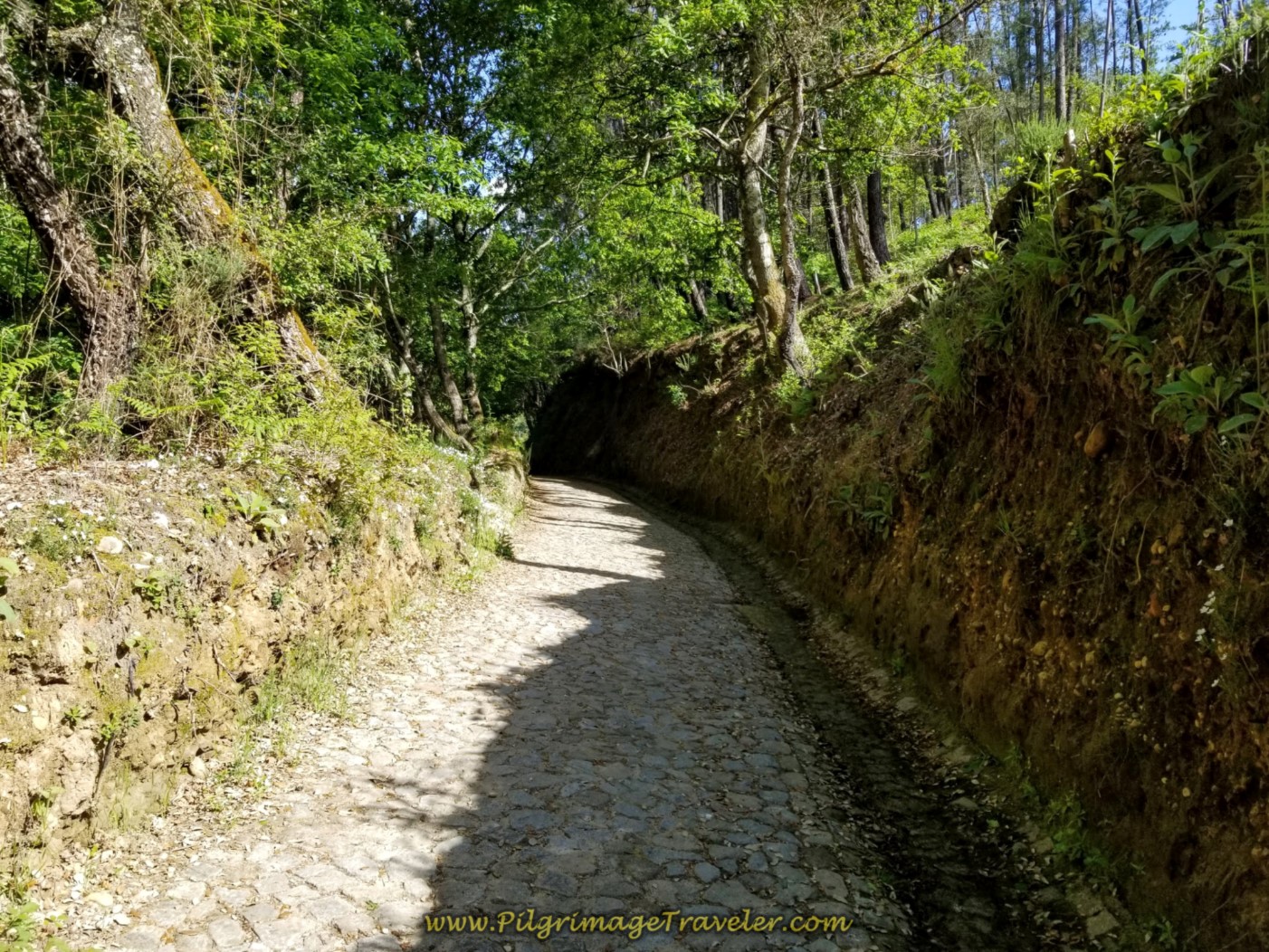Onward on Tree-Lined Cobblestone Road to Pedreira on day nineteen on the Central Route of the Portuguese Camino Onward on Tree-Lined Cobblestone Road to Pedreira on day nineteen on the Central Route of the Portuguese Camino