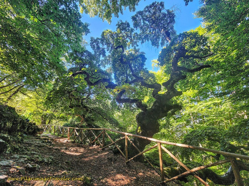 Faggio di San Francesco