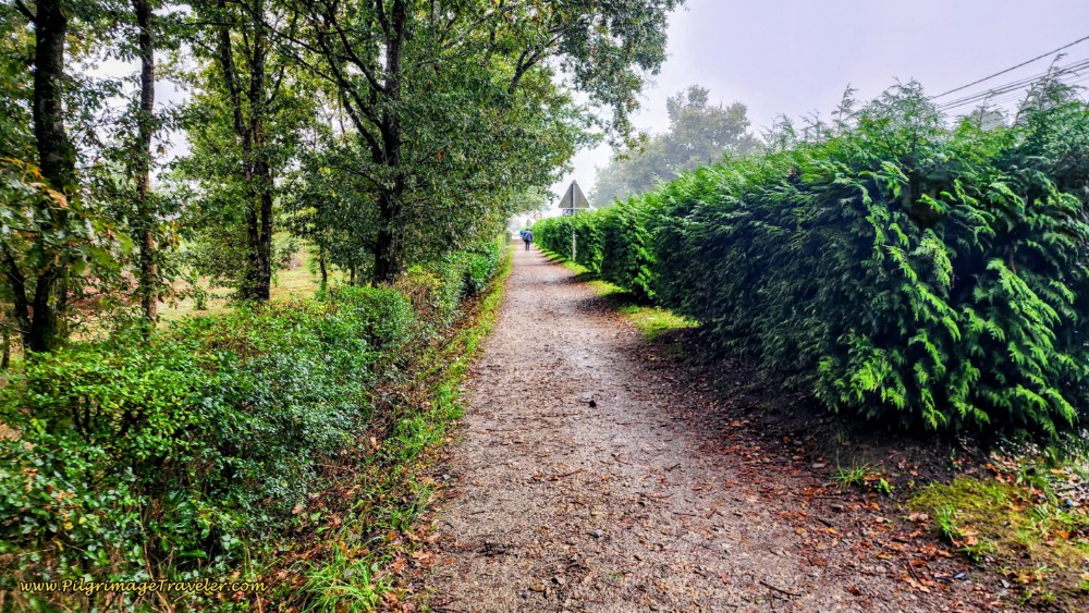 Arzúa Now Close at the Hedge-Lined Path