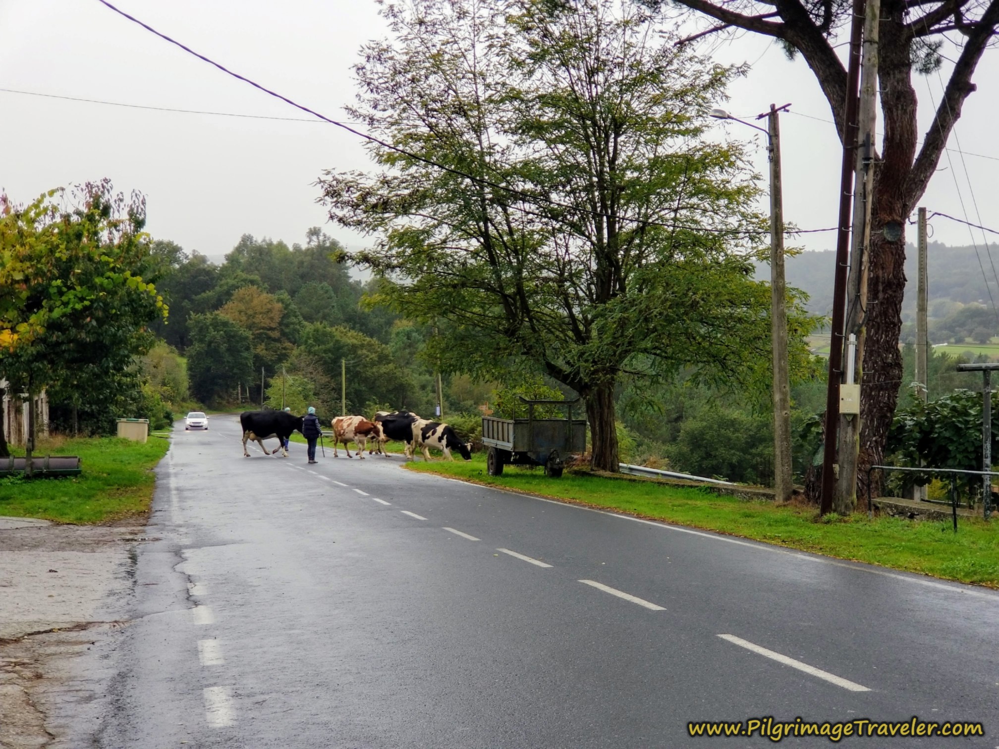 Cow Crossing in Borralla, Camino Sanabrés, Estación de Lalín to Bandeira Cow Crossing in Borralla, Camino Sanabrés, Estación de Lalín to Bandeira