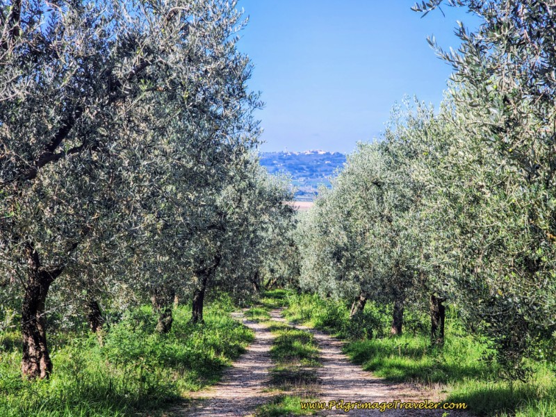 Way of St. Francis: Day Twelve, Spello to Trevi - Descend Through the Olive Groves