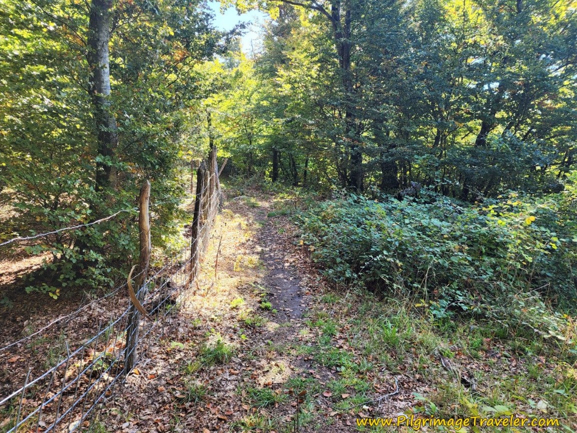 Follow the Fence Line