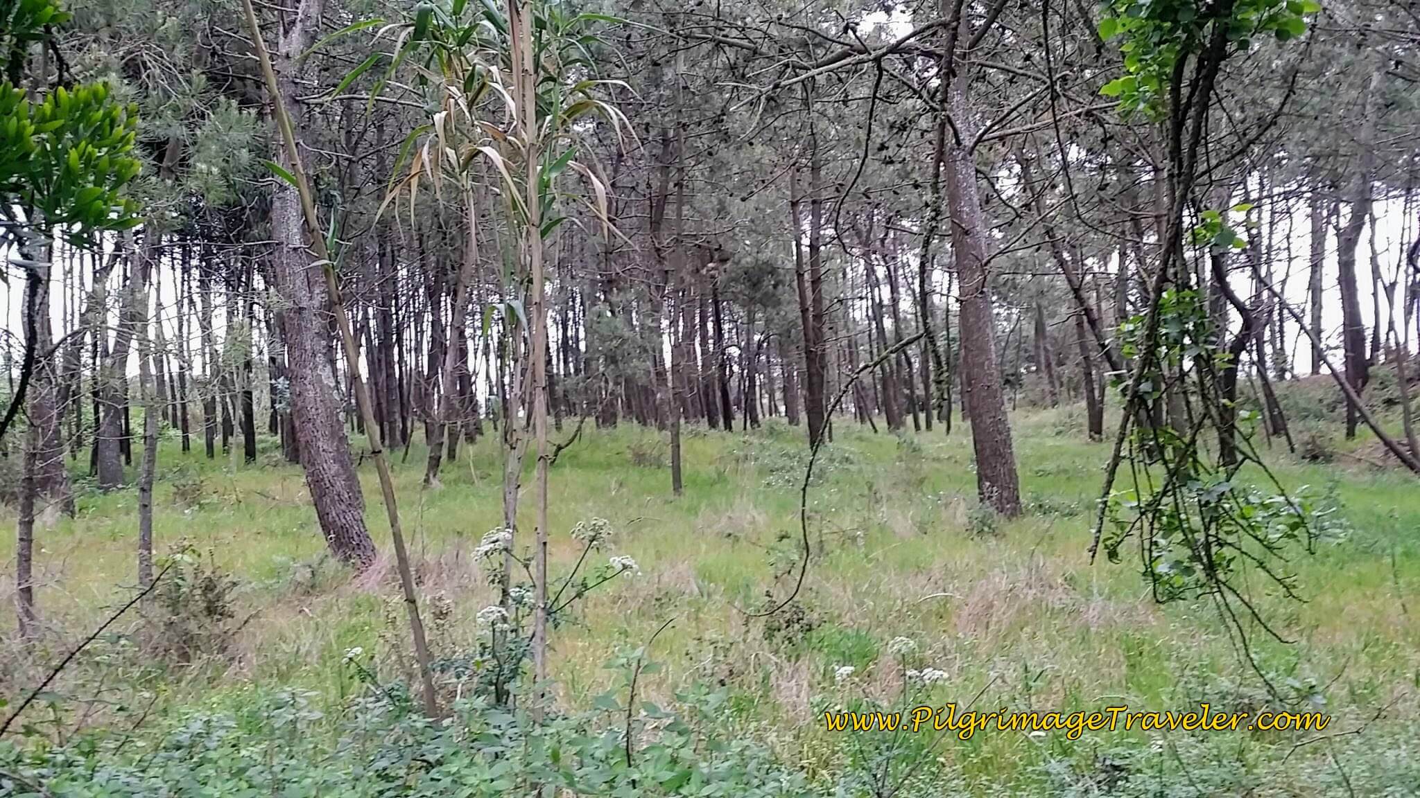Through Forest Greenway on day sixteen of the Portuguese Way on the Coastal Route