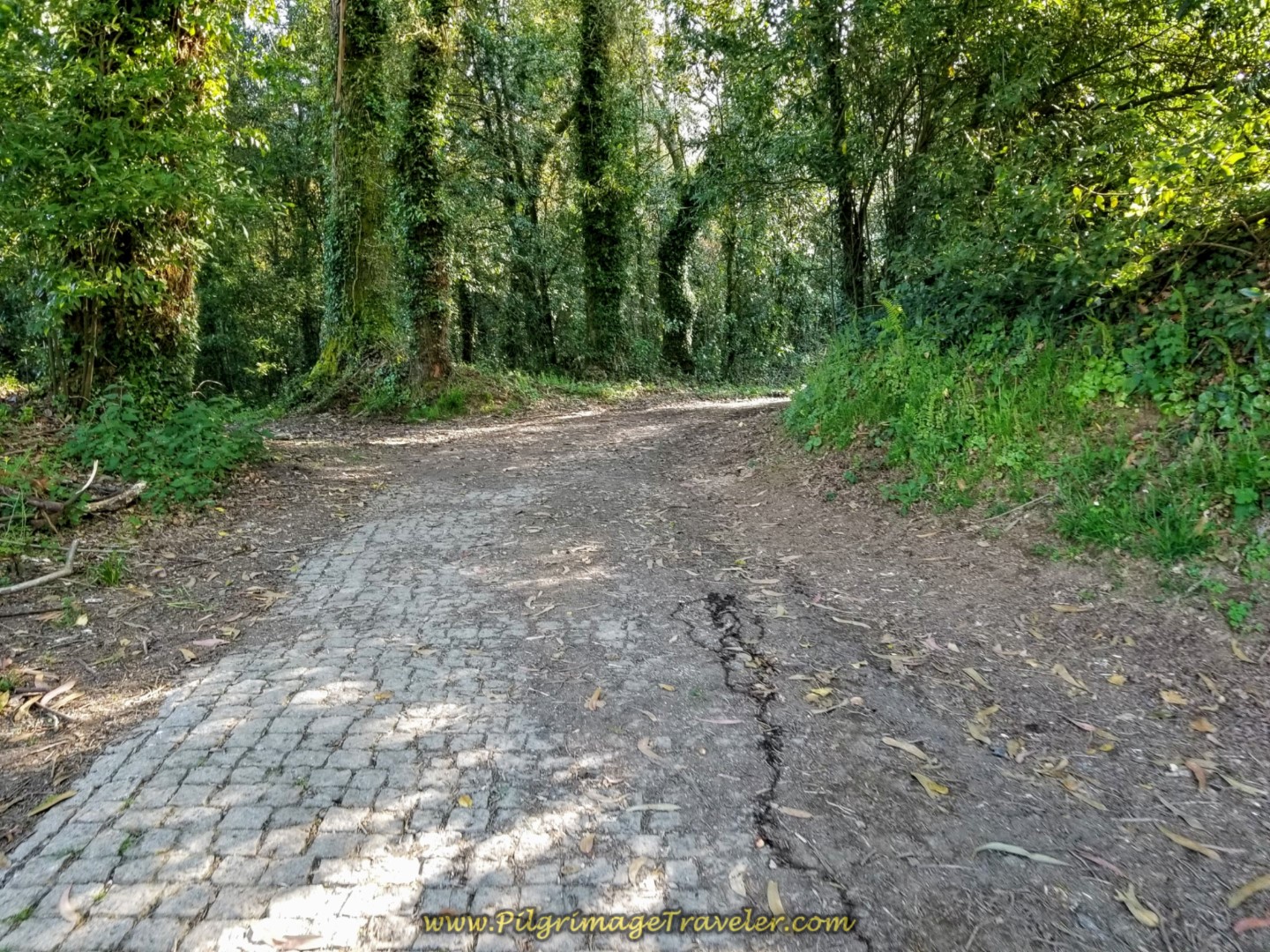 Yet Another Section of Country Lane Into Forest on day seven of the Camino Inglés