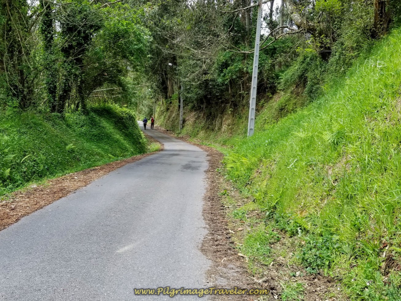 Through Another Forest on day three of the Camino Inglés
