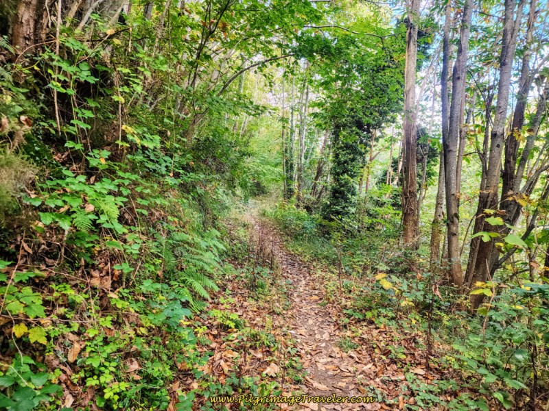 Narrow Path Once Again