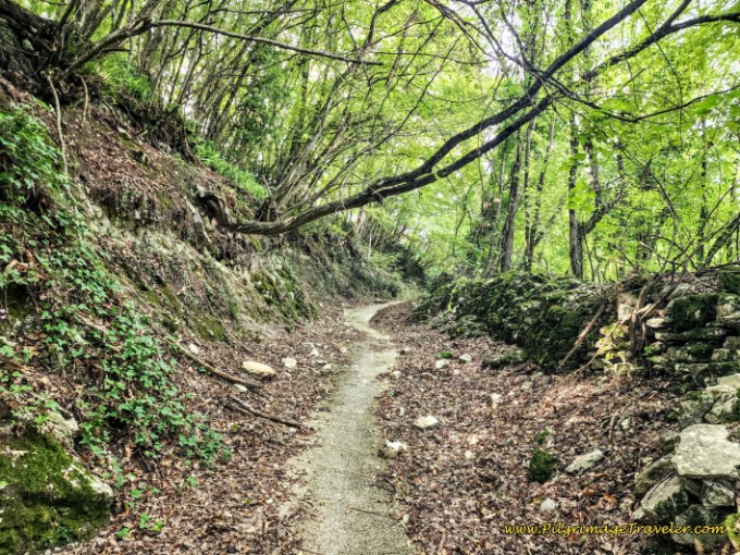 Way of St. Francis: Day Twenty, Poggio San Lorenzo to Ponticelli - Steep Shaded Forest Lane