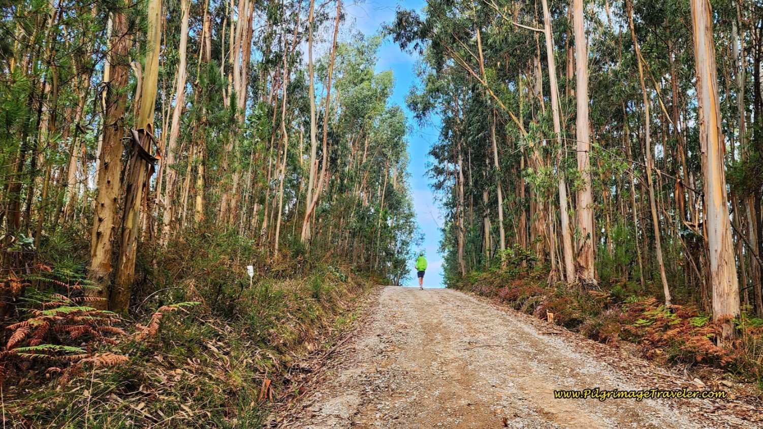 Through Forest Toward Altitude Top