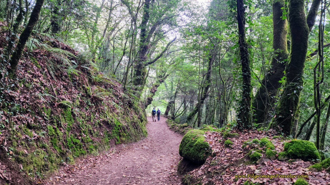 Through the Moss-Covered Enchanted Forest