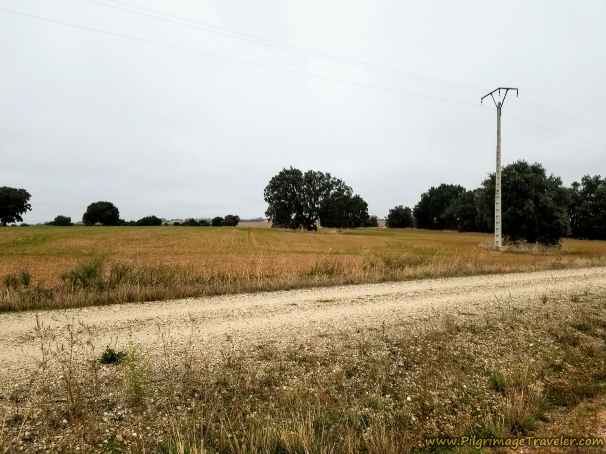Evergreen Live Oaks Line the Way