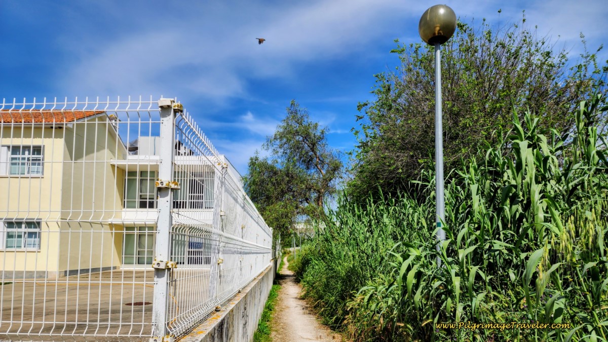 Path Along the Cane Field