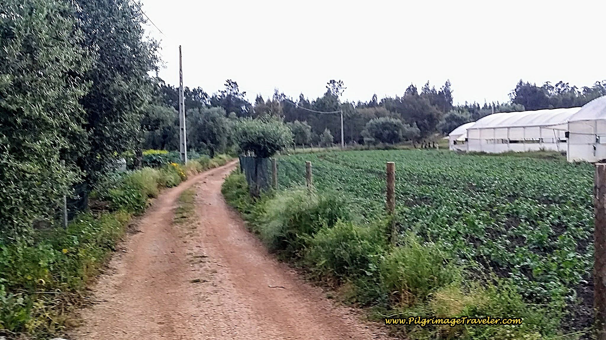 Rua Carvalhas and Pavement End Here at the Greenhouses on the Portuguese Way Rua Carvalhas and Pavement End Here at the Greenhouses
