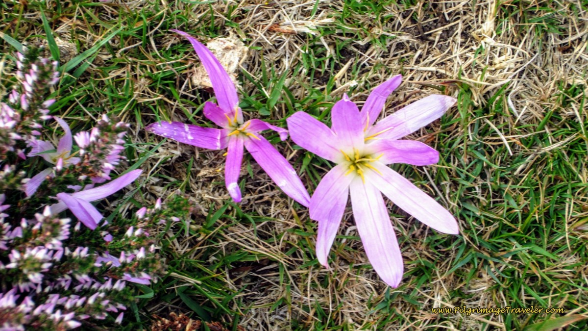 Merendera Montana, August Crocus