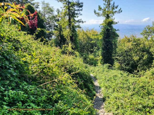Way of St. Francis: Day Eleven, Assisi to Spello, Narrow Path Back Into the Forest after the Fonte Bregno