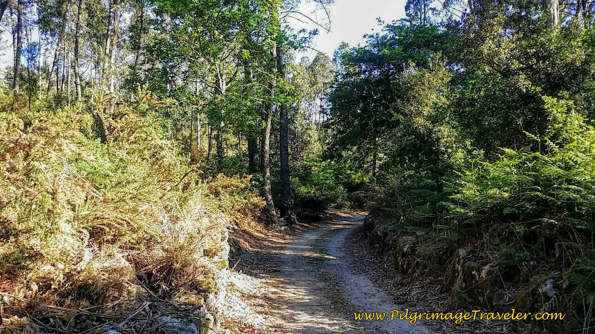The Rua da Carnalha Forest Road on day seventeen of the Portuguese Way