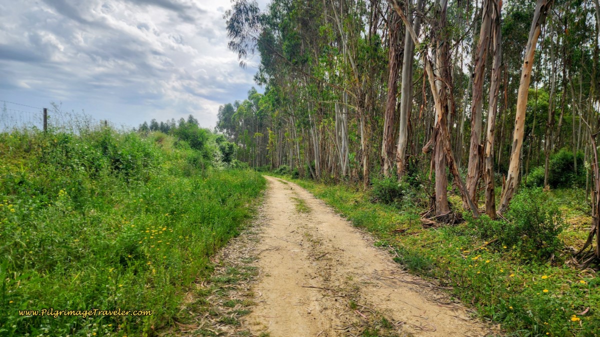 A Shady Eucalyptus Walk