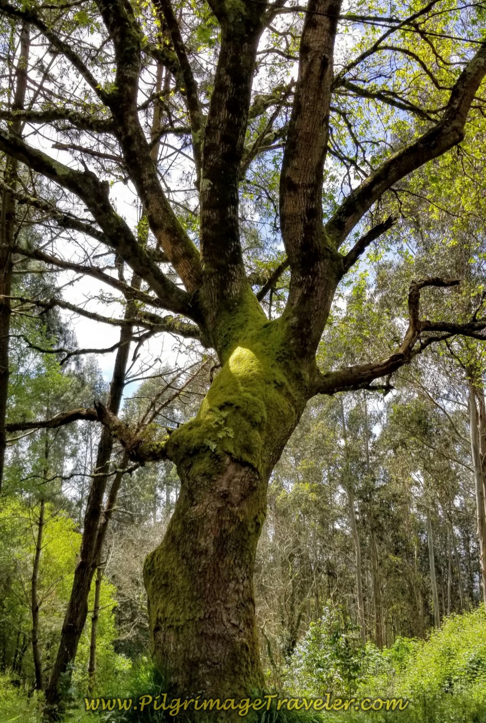 Turn Right at Wise Old Tree on day three of the Camino Inglés