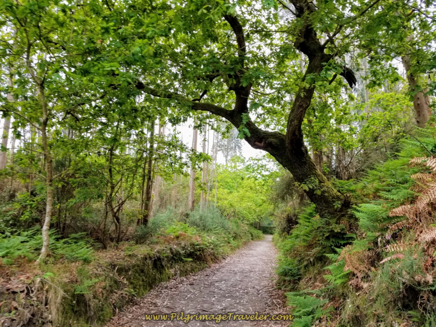 Continue Through Forest on Path on day one of the Camino Finisterre