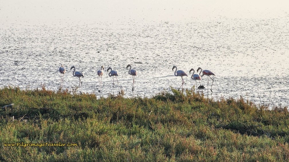 Flamingos on the Tejo Estuary