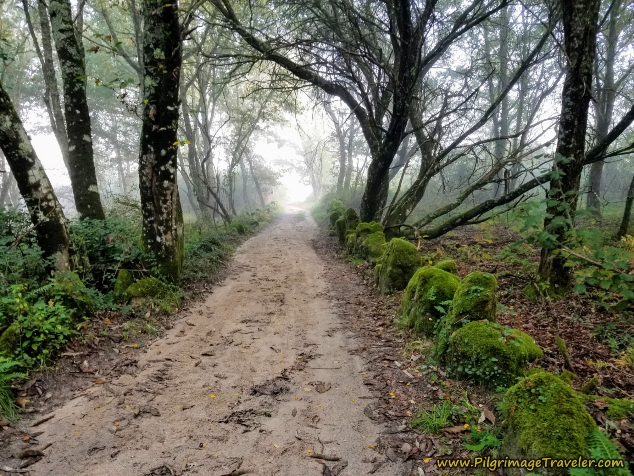The Misty Mossy Woods, Camino Sanabrés, Ourense to Cea