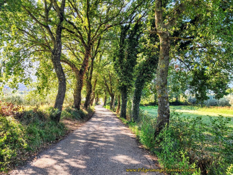 Way of St. Francis: Day Twelve, Spello to Trevi - Tree-Lined Via Pozzo Secco