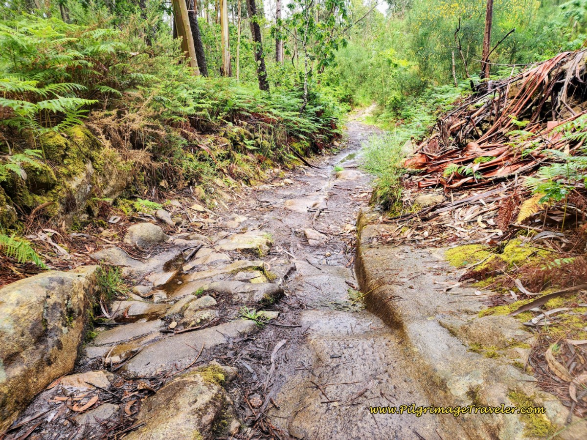 Wagon Ruts in the Pavers, Day Eighteen, Coastal Route, Camino Portugués Wagon Ruts in the Pavers, Day Eighteen, Coastal Route, Camino Portugués