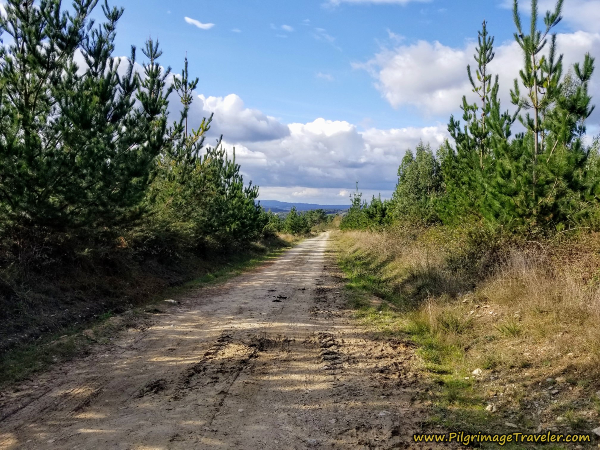 The Way Ahead Through the Forest