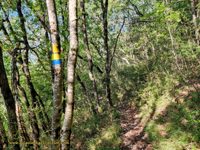 Way of St. Francis: Day Eleven, Assisi to Spello, Forest Path Continues, descending from Monte Subasio.