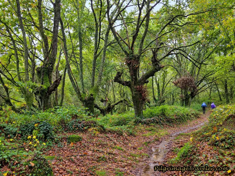 Back Into the Lush Forest