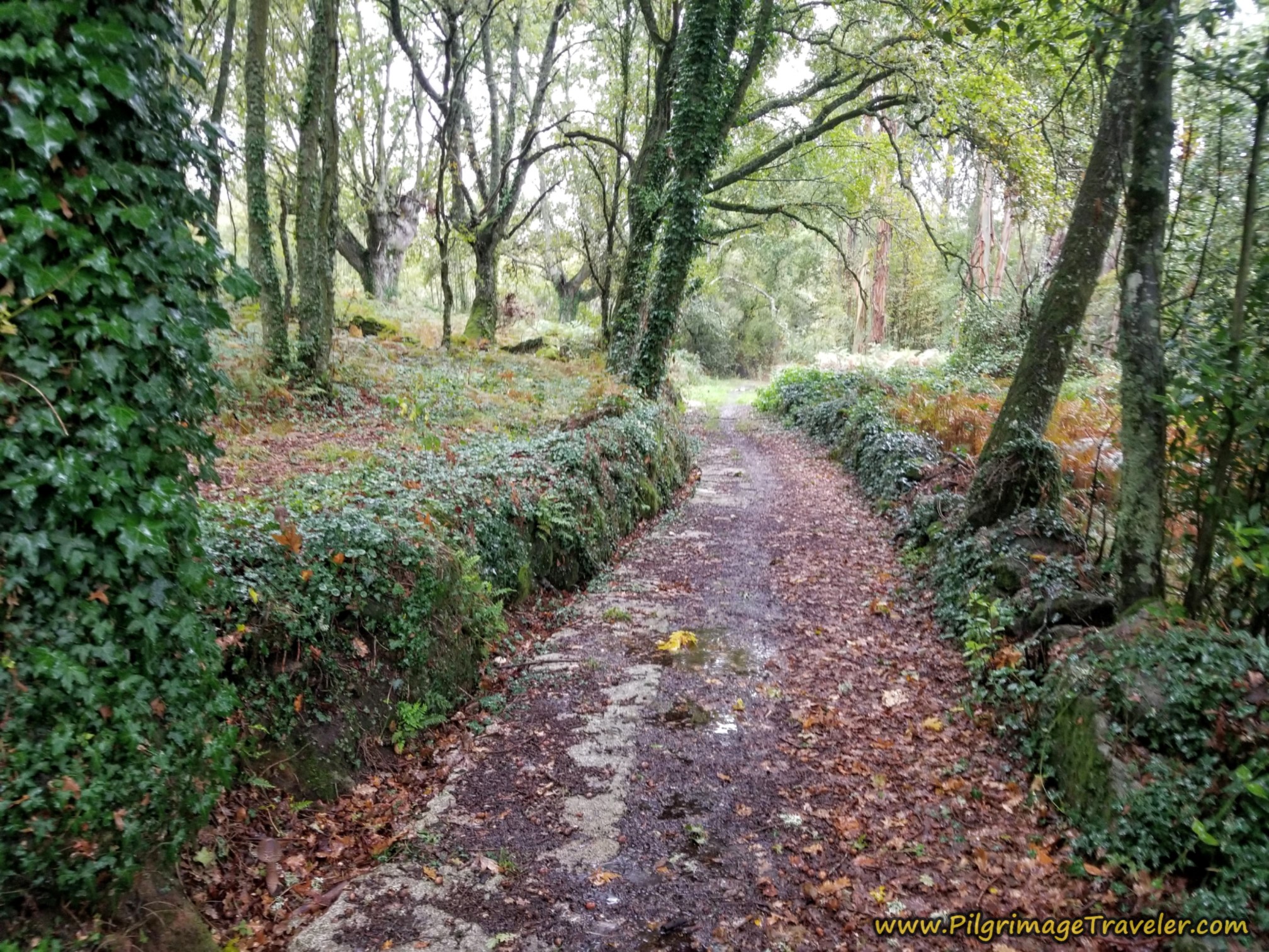 Back Into the Forest