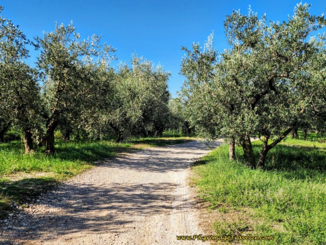 Way of St. Francis: Day Twelve, Spello to Trevi - Back Into the Olive Groves